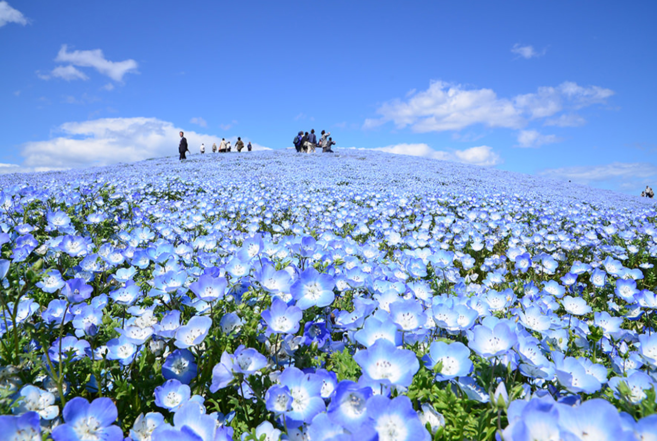 [Ibaraki Flower Sea and Food Perfect Encounter Day Tour] Oarai Isosaki Shrine, Nakaminato Seafood Market, Hitachi Seaside Park | Depart from Tokyo