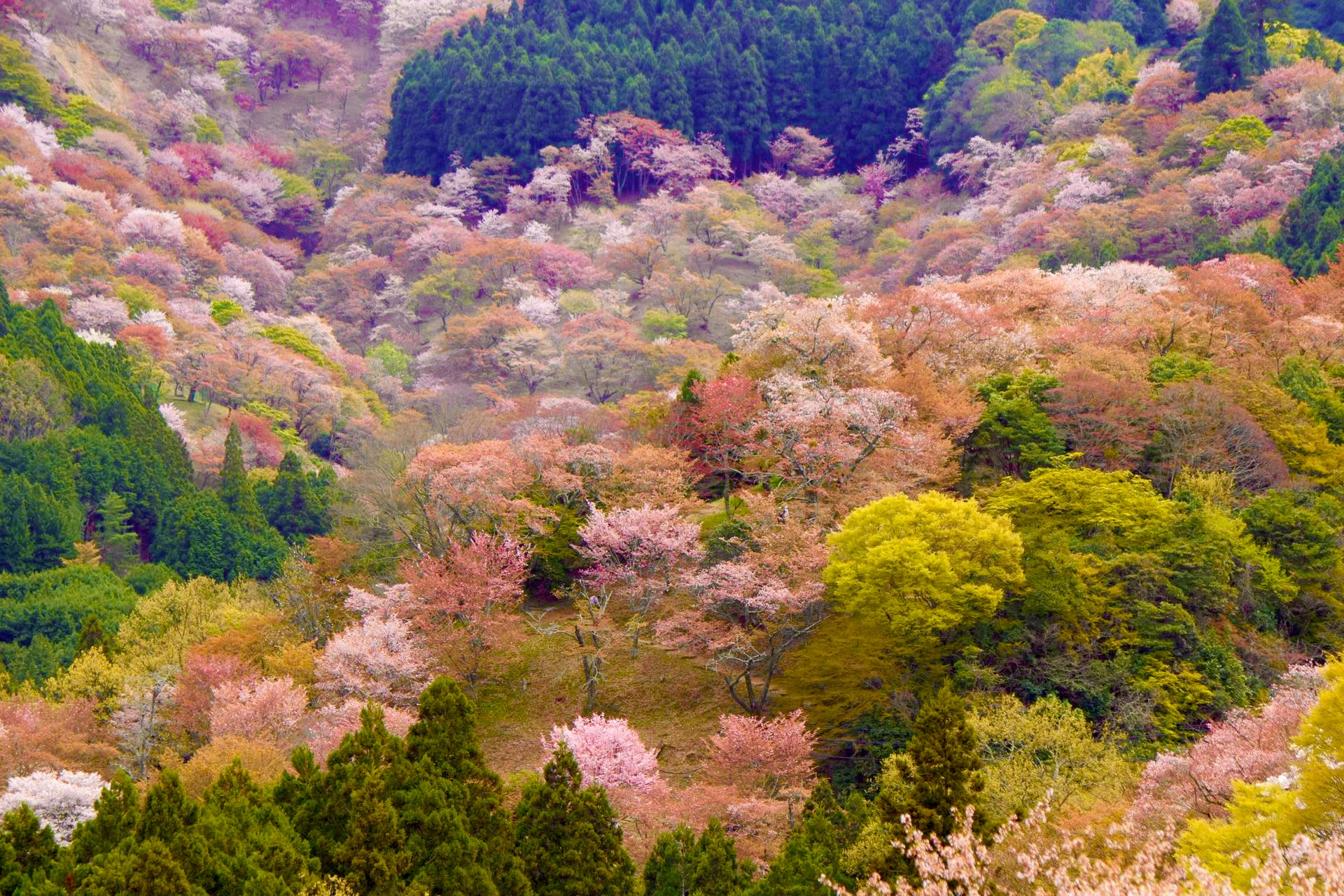 世界遺產吉野山 &金峯山寺蔵王堂& 千本櫻觀賞一日遊