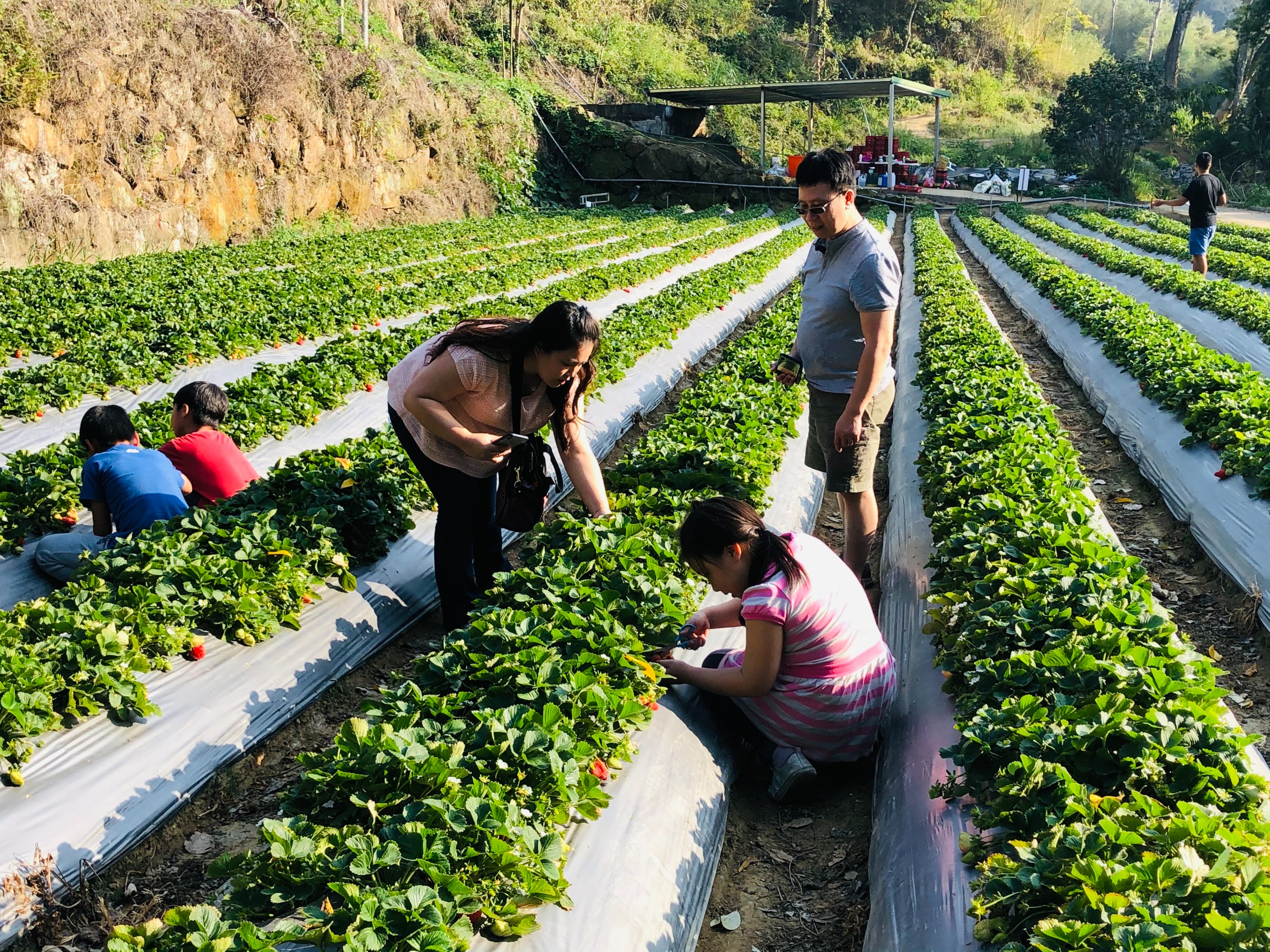 Miaoli Orange Second Generation Strawberry Farm: Fruit Picking Ticket