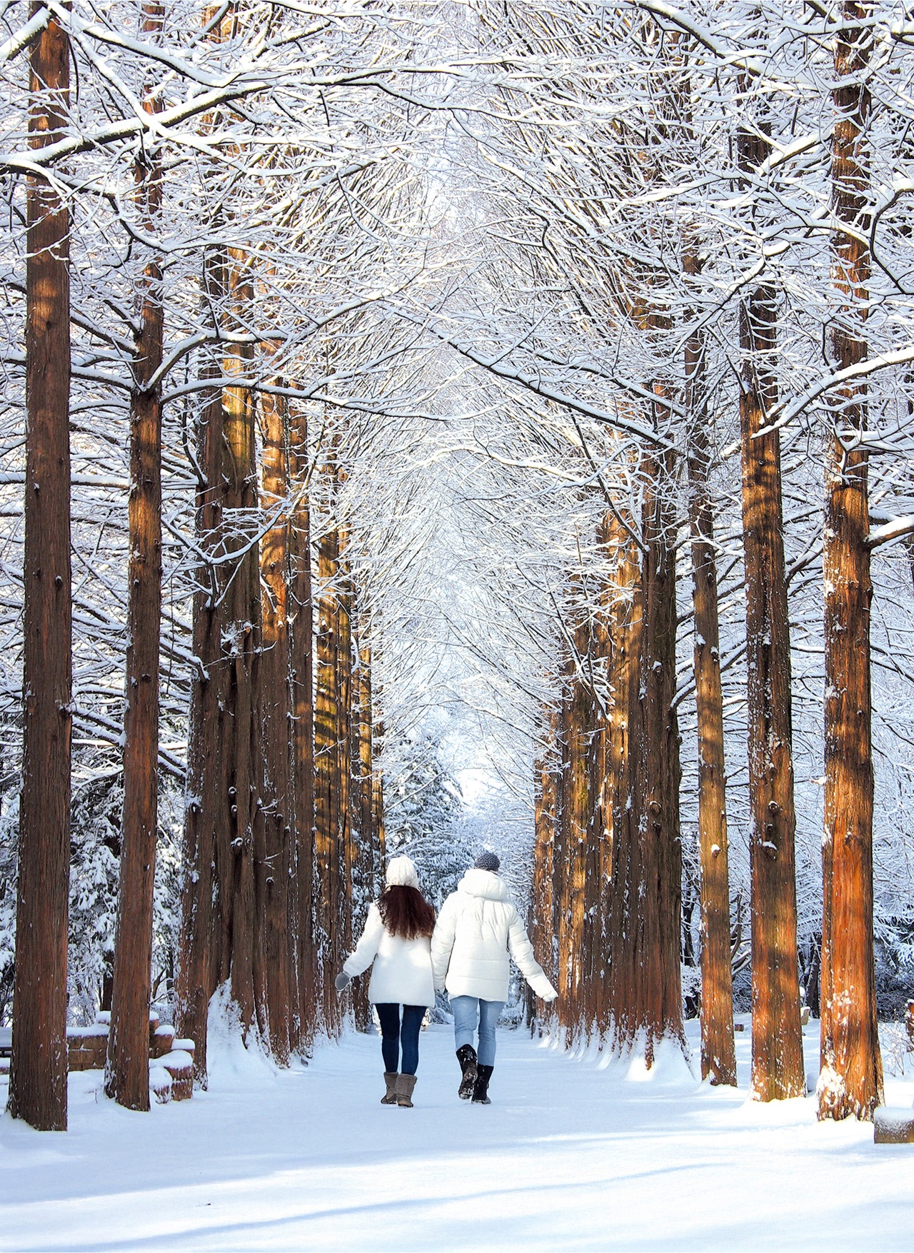 📸 捕捉南怡島著名的林蔭大道和風景如畫的河畔美景。