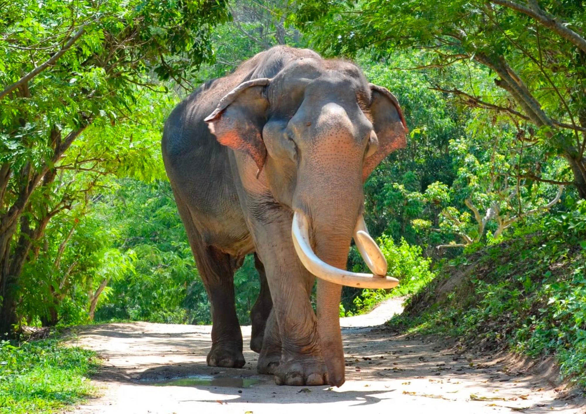 Chiang Mai Adventure: Elephant Village & Zipline Coaster(MyProGuide)