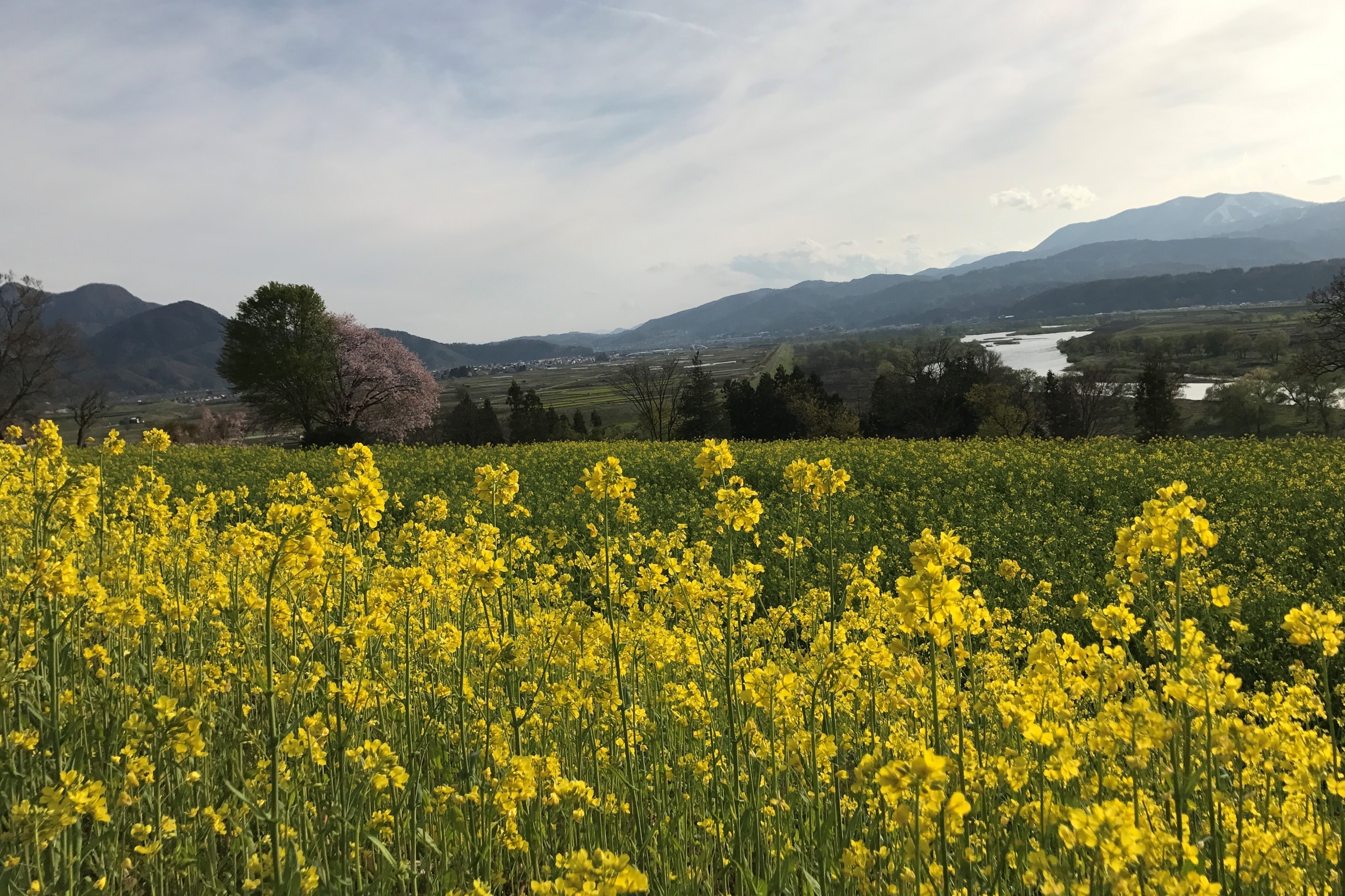the Canola fields of Nanohana.