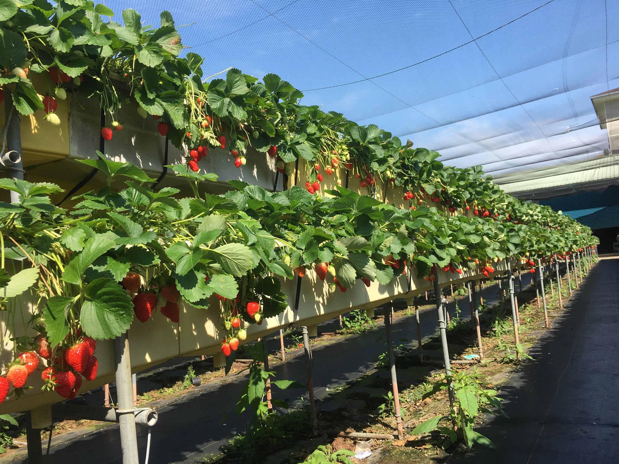 Strawberry Picking Experience in Dahu Miaoli