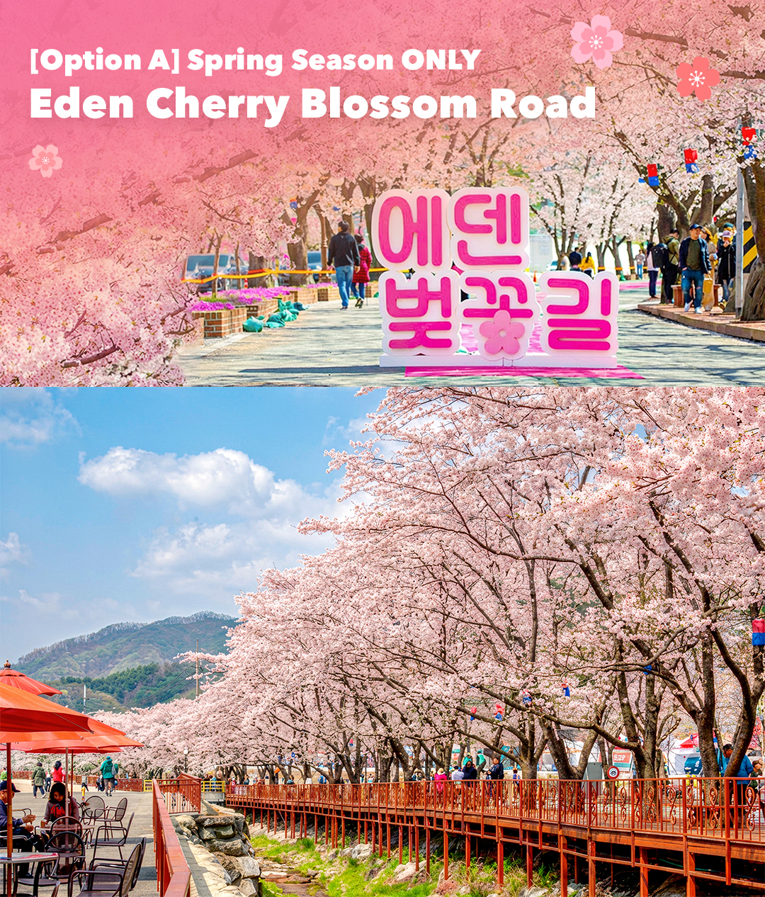 🌸 【季節限定】凡於四月參加方案 A-1 的旅客，將有機會造訪人氣賞櫻景點「伊甸櫻花道」（實際花況依現場為準）。千萬別錯過這趟旅程的春季限定亮點！