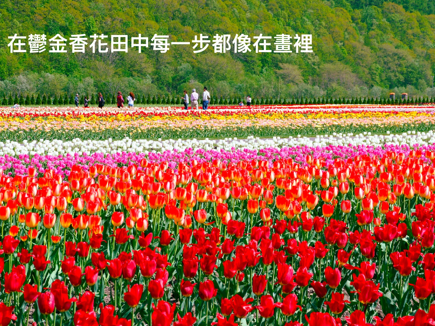 北海道: 瀧上芝櫻公園＆上湧別鬱金香公園 (含北海道海鮮爐端燒) - 旭川出發