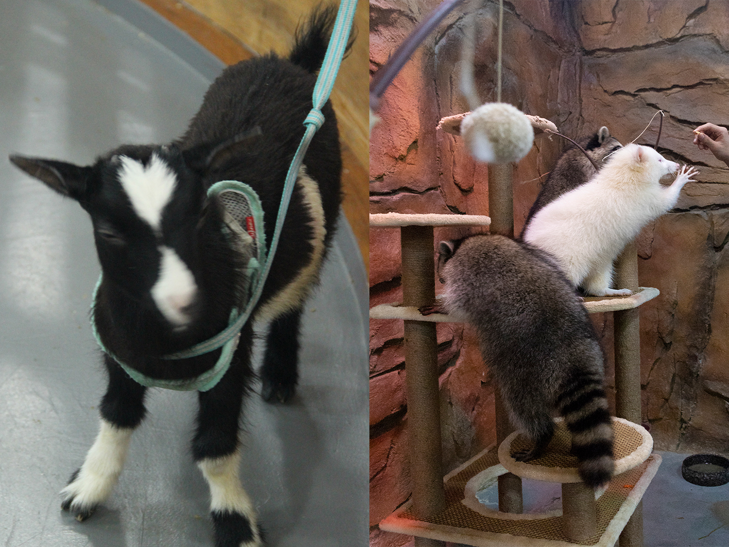 深圳野恩動物樂園（龍崗萬達廣場店）能摸、能抱、投餵互動、零距離接觸萌寵