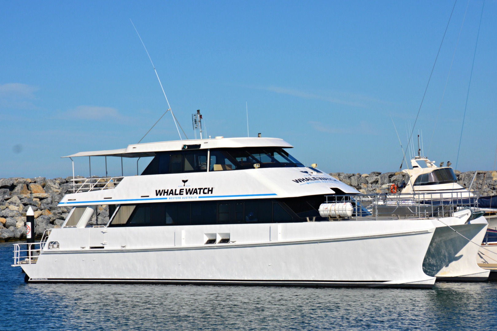 whale watching cruise perth