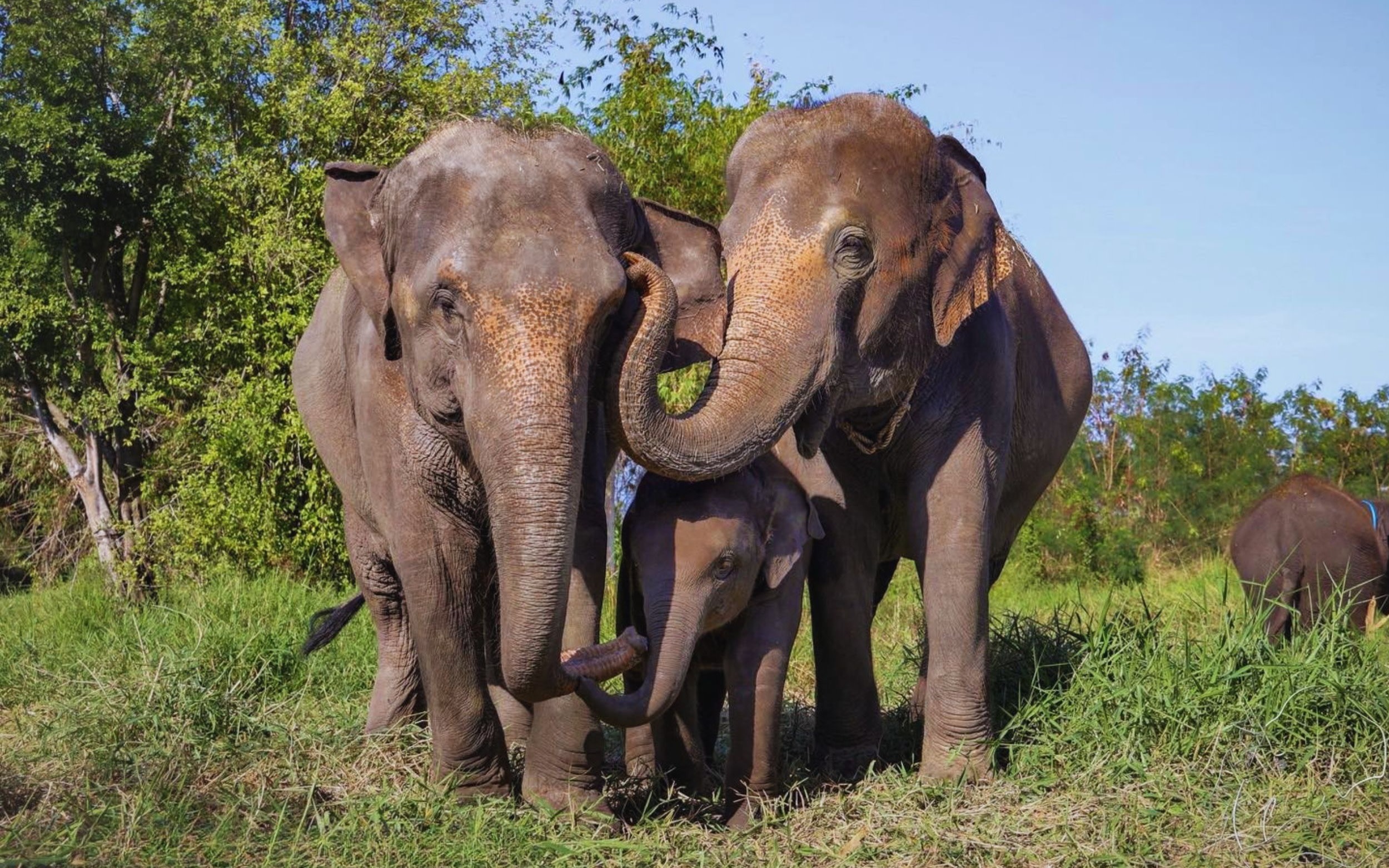 Bangkok Elephant Care Program at Bangkok Elephant Park