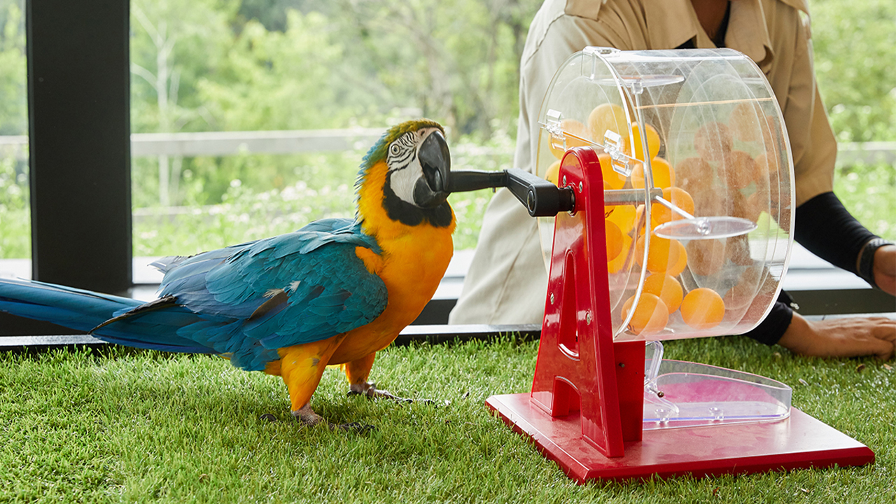 近距離接觸各種可愛動物，從羊駝、兔子到迷你馬，每次互動都讓大人小孩充滿歡樂與興奮。