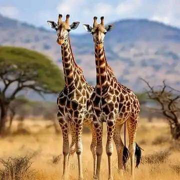 2 Days Lake Nakuru & Lake Naivasha Safari