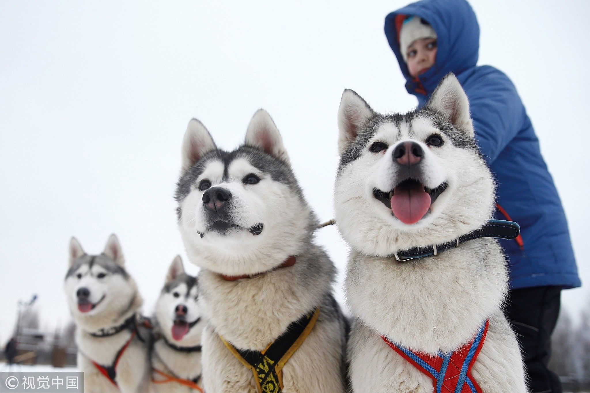 乘坐哈士奇雪橇，體驗5公里雪橇之旅