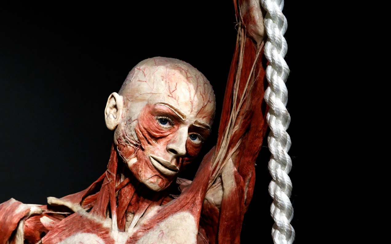 Body Worlds Amsterdam Ticket
