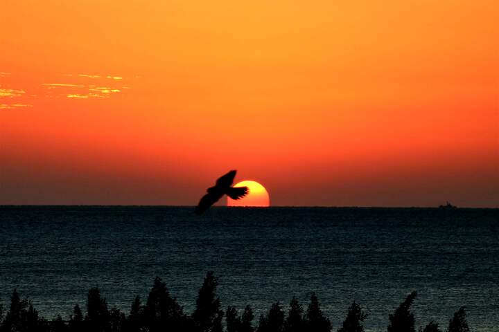 薩塔亞海豚屋過夜之旅 (Port ghalib : Sataya Dolphin House Overnight)
