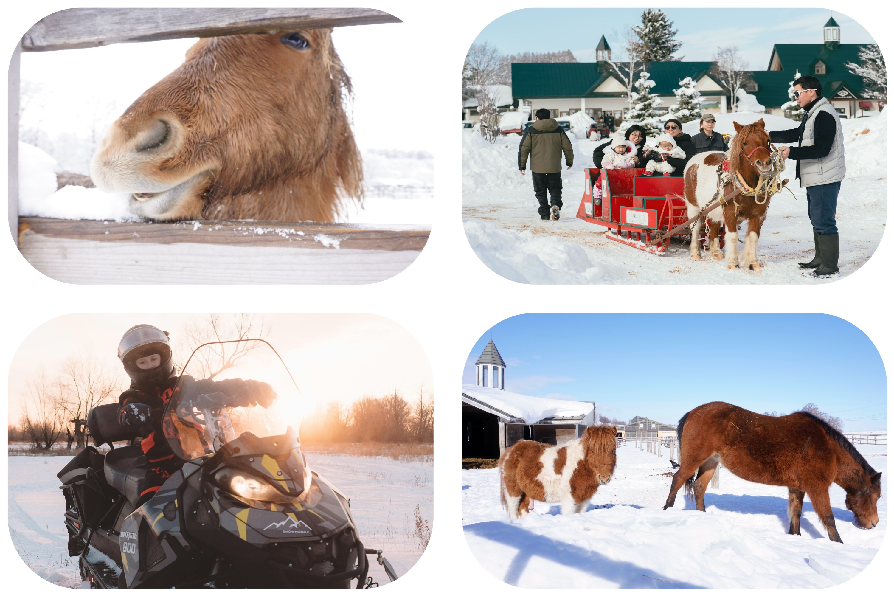 ✧⁺美瑛千代田牧場，這裡不僅僅有短腿小馬駒，還有雪地摩托，小馬拉車，和牛料理哦~