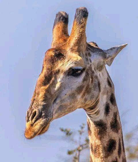 The Ultimate Masai Mara Safari Experience: 4-Day Big Five Adventure