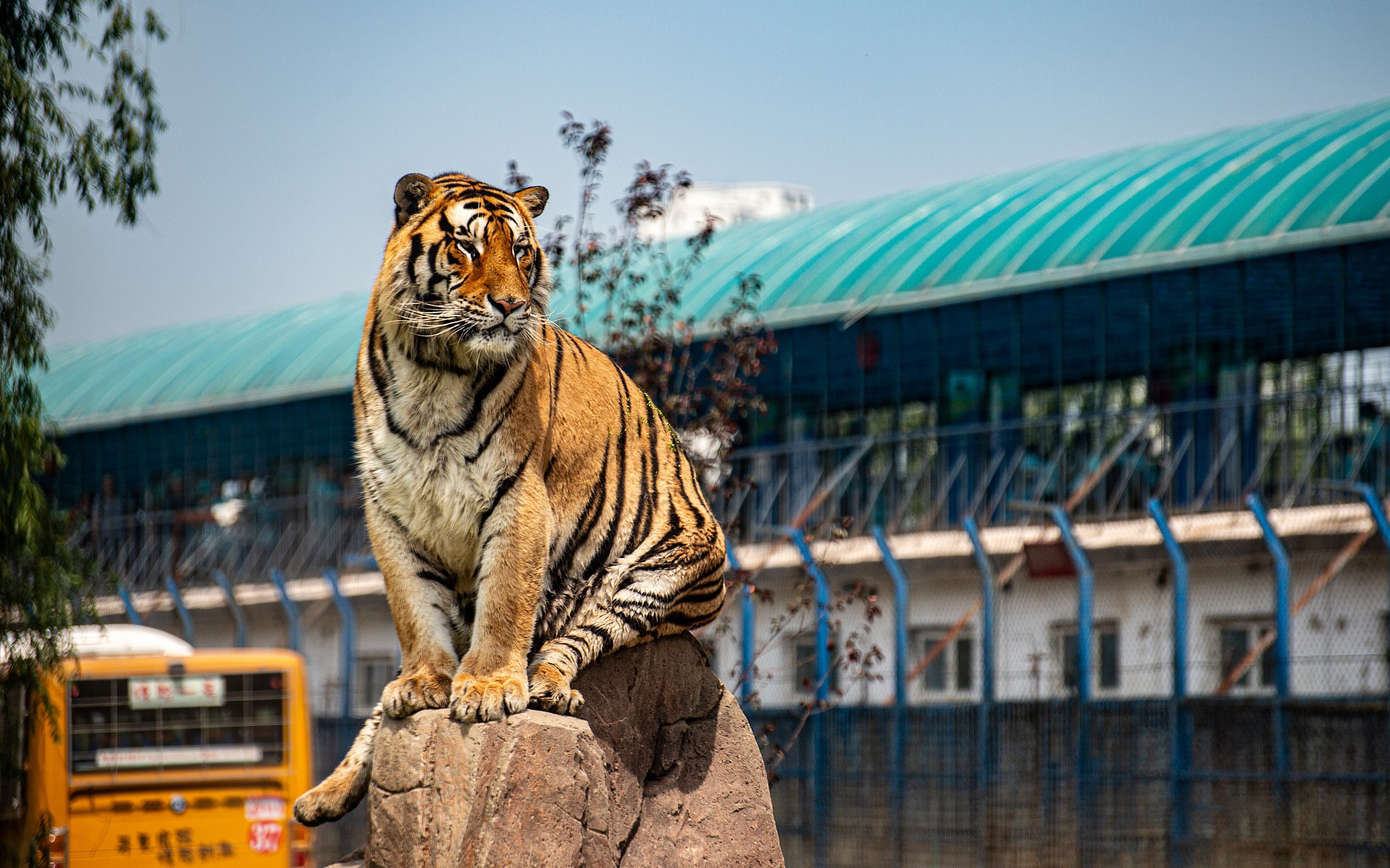 Harbin Siberian Tiger Park