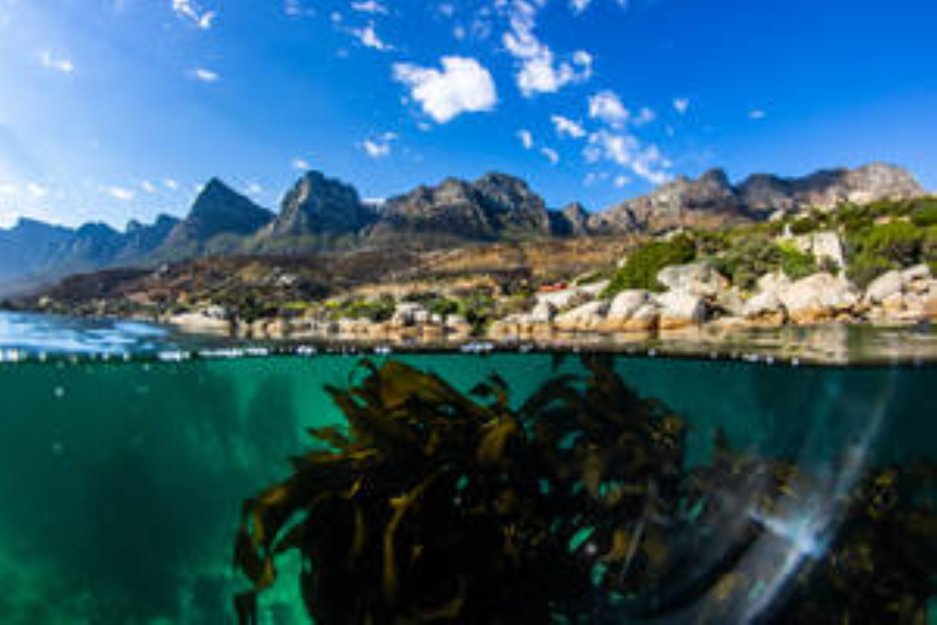 The Great African Seaforest Snorkel experience in Cape Town