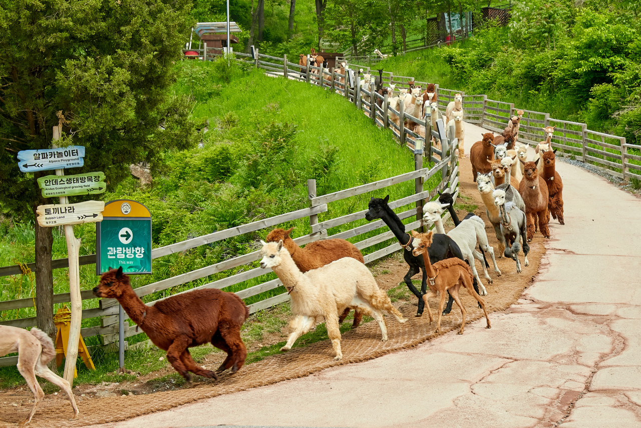 整群羊駝奔馳而下，將原本寧靜的山坡地，瞬間轉化為充滿歡樂的時刻。