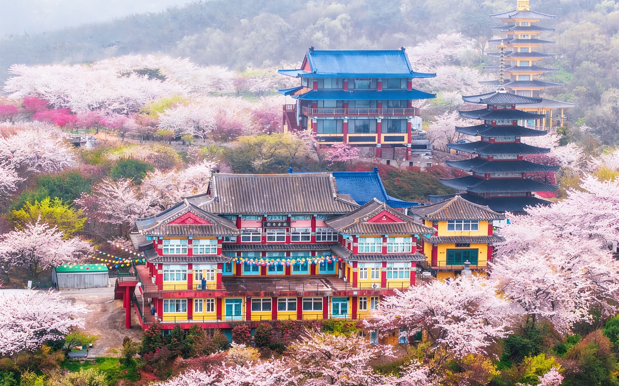 Cherry Blossom One Day Tour from Seoul: Coastal & Temple Spring View