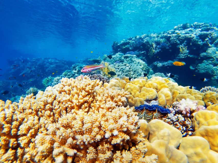 Sharm El Sheikh: Tiran Island Snorkeling Boat Cruise & Lunch