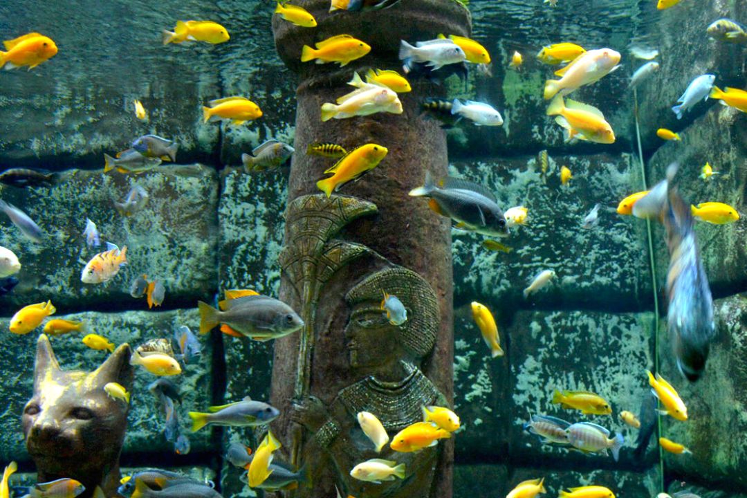 Antalya Aquarium with Entrance  & Transfer from Alanya