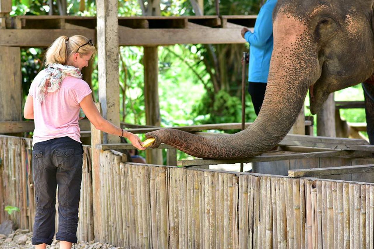 Khaolak Elephant Interaction: Feeding - Bathing - Mud Spa - Walking