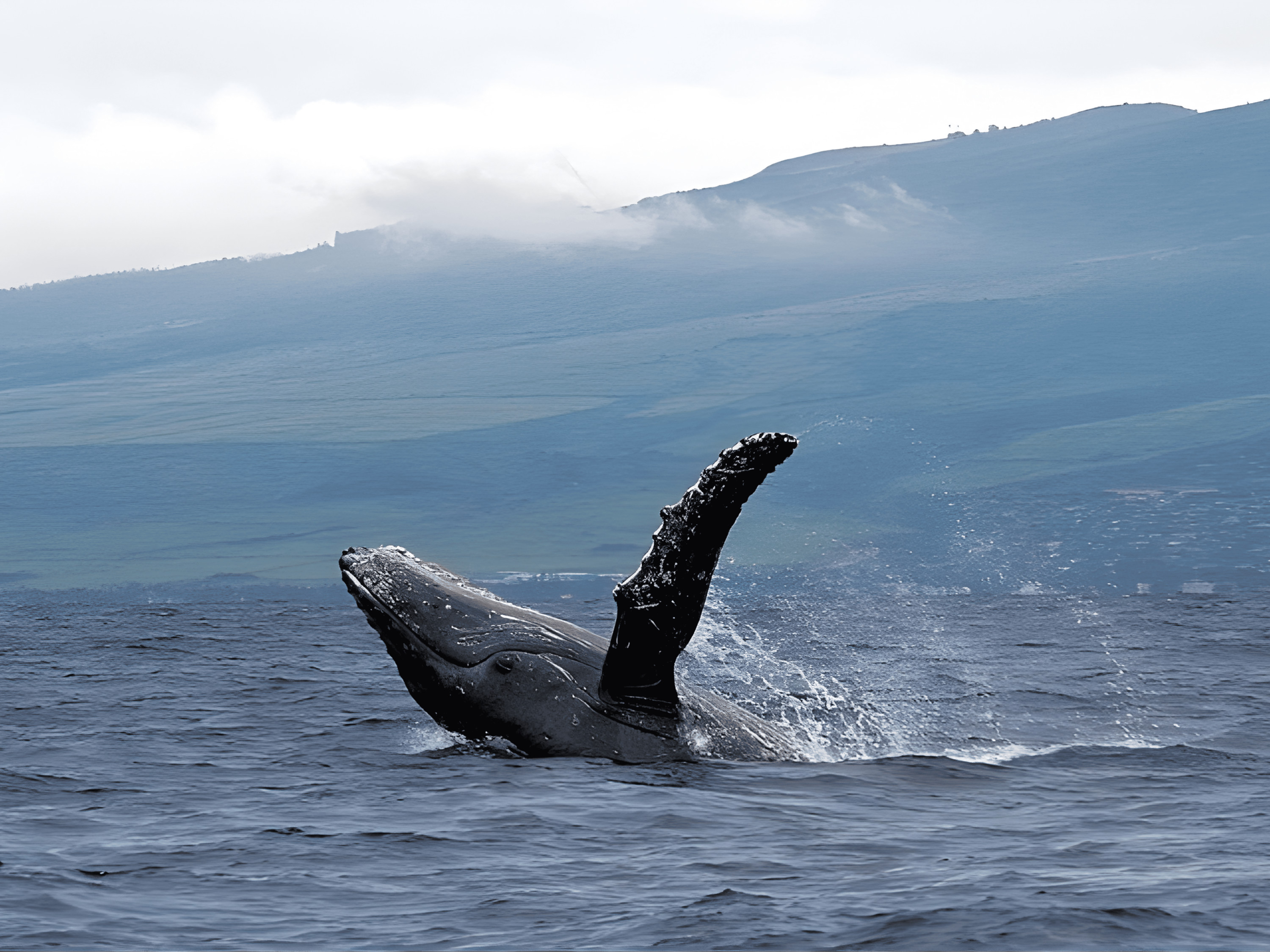 Whale Watching Experience in Maui