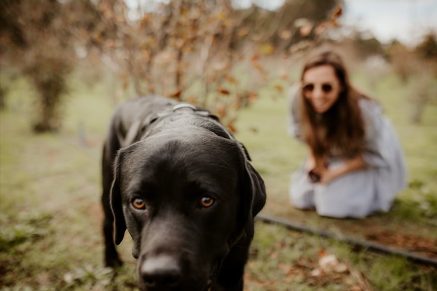 探索瑪格麗特河松露之旅 (Dig Deep - Margaret River Truffle Hunt Experience)