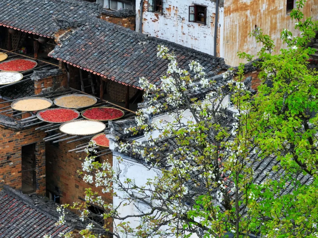 江西上饒篁嶺+李坑 江南探春賞花 1日遊 (一單一團+春季限定梯田花海+江南水鄉人家)