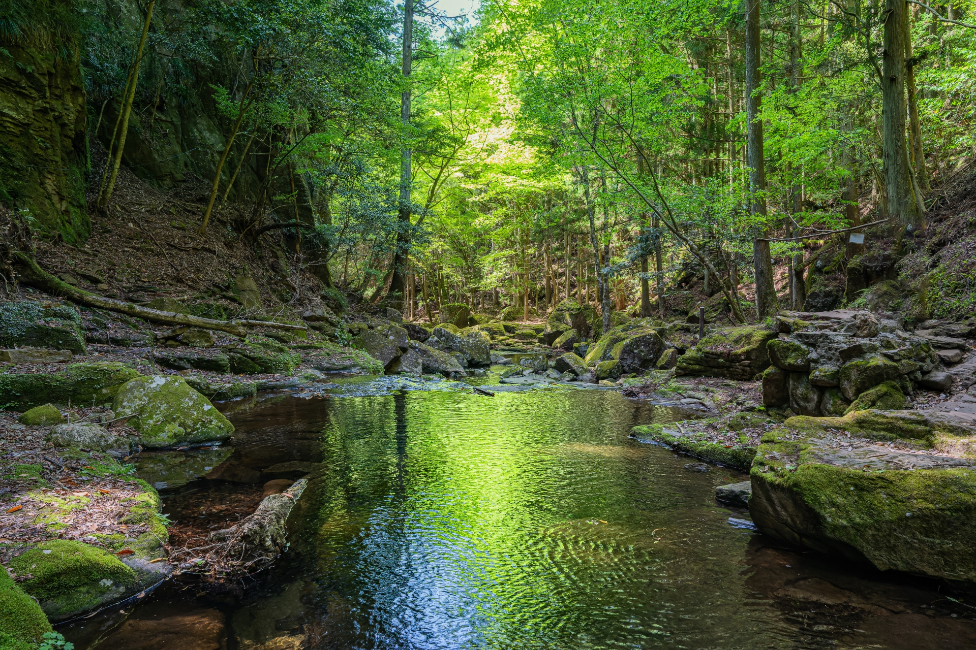 From Nagoya: Soni Highlands Eco-Adventure & Giant Salamanders