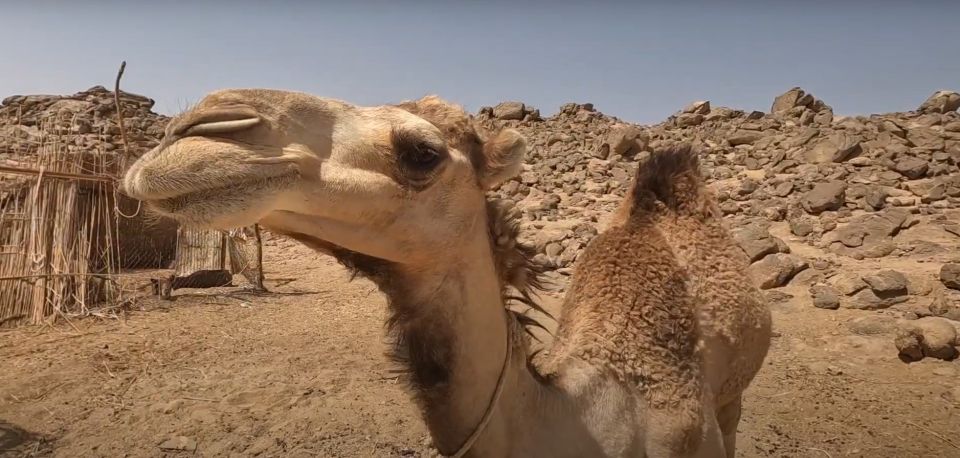 Sahl Hasheesh：全地形車越野之旅、貝都因村和騎駱駝