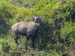 Wildlife SOS Rescue Tour from Jaipur or Delhi: Save & Support Animal