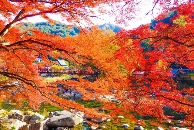 香嵐溪紅葉 & 橙子採摘一日遊（大阪出發）