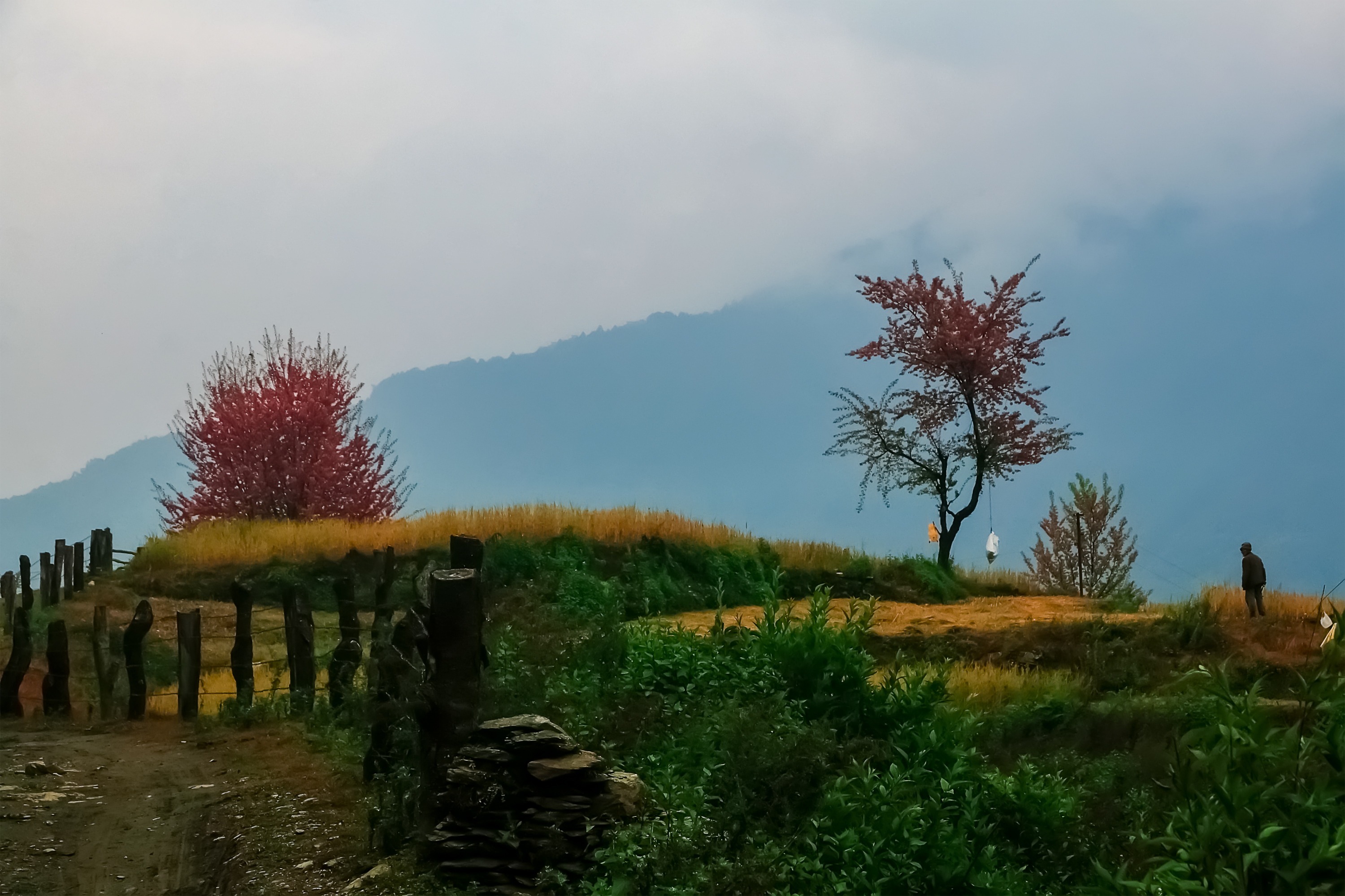 博卡拉：3天戈雷帕尼 - 蓬山 - 甘德魯克徒步之旅（含導遊）