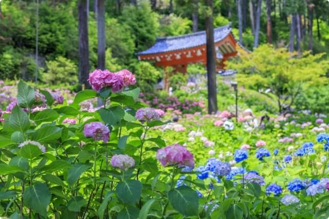 三室戸寺・平等院 半日ツアー（京都発）