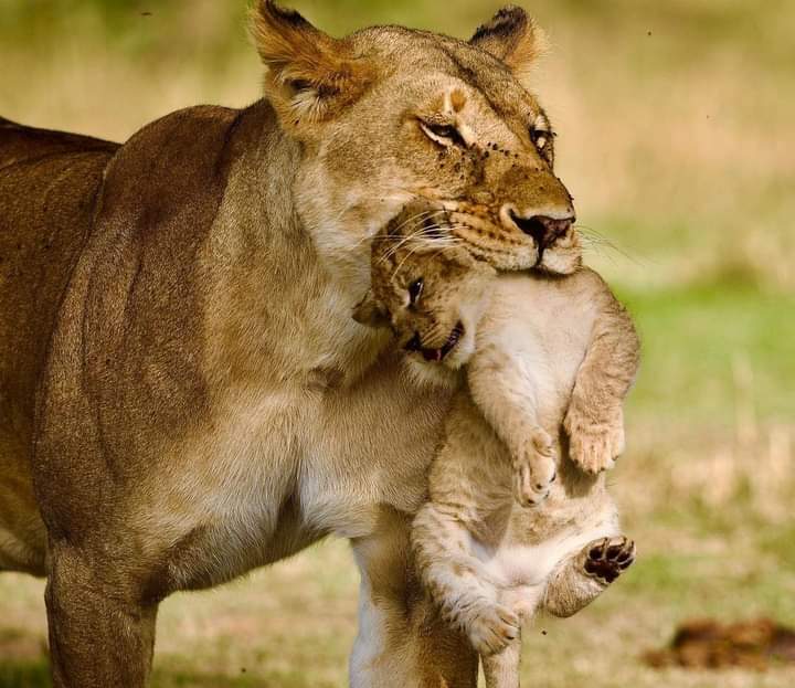 2 Days Lake Nakuru & Lake Naivasha Safari