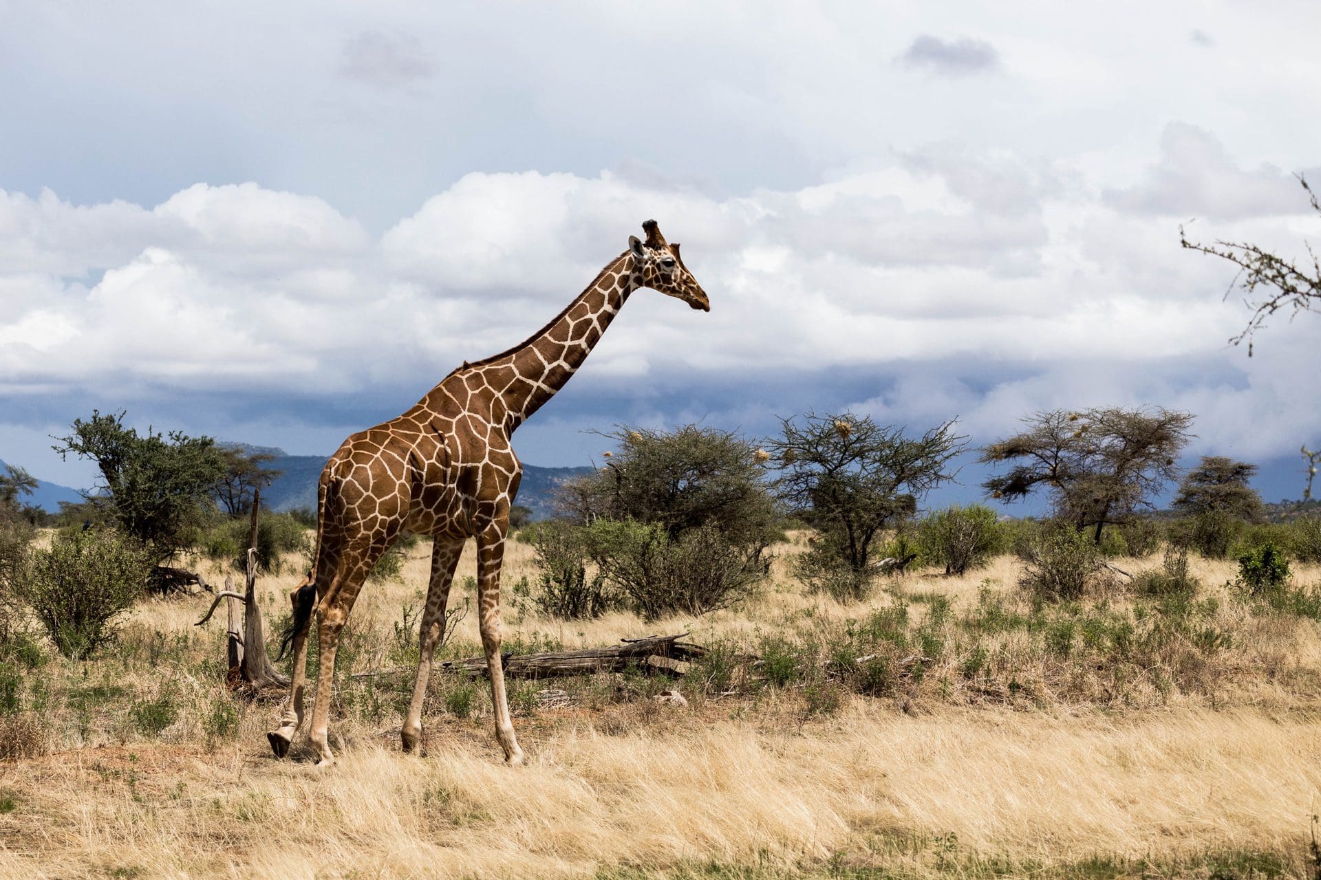 Best of Kenya: 6-Day Guided Safari to Amboseli, Nakuru & Masai Mara