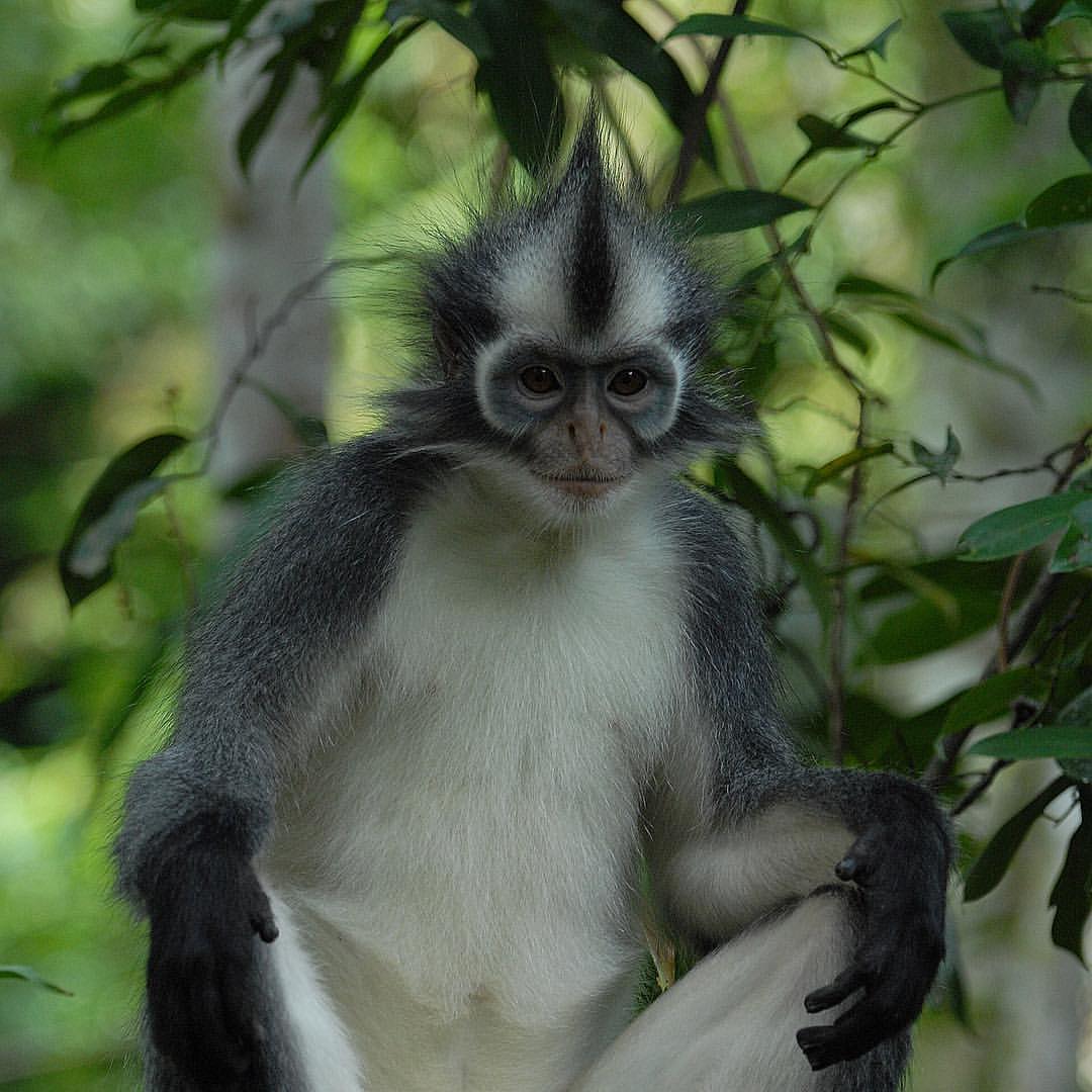 5-Days North Sumatra Tour : Jungle Trekking & Volcano Exploration 