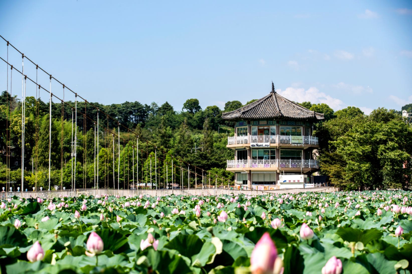 德津公園 (Deokjin Park) - 以美麗的荷花池聞名的歷史公園。 德津公園 (Deokjin Park) - 以美麗的荷花池聞名的歷史公園。