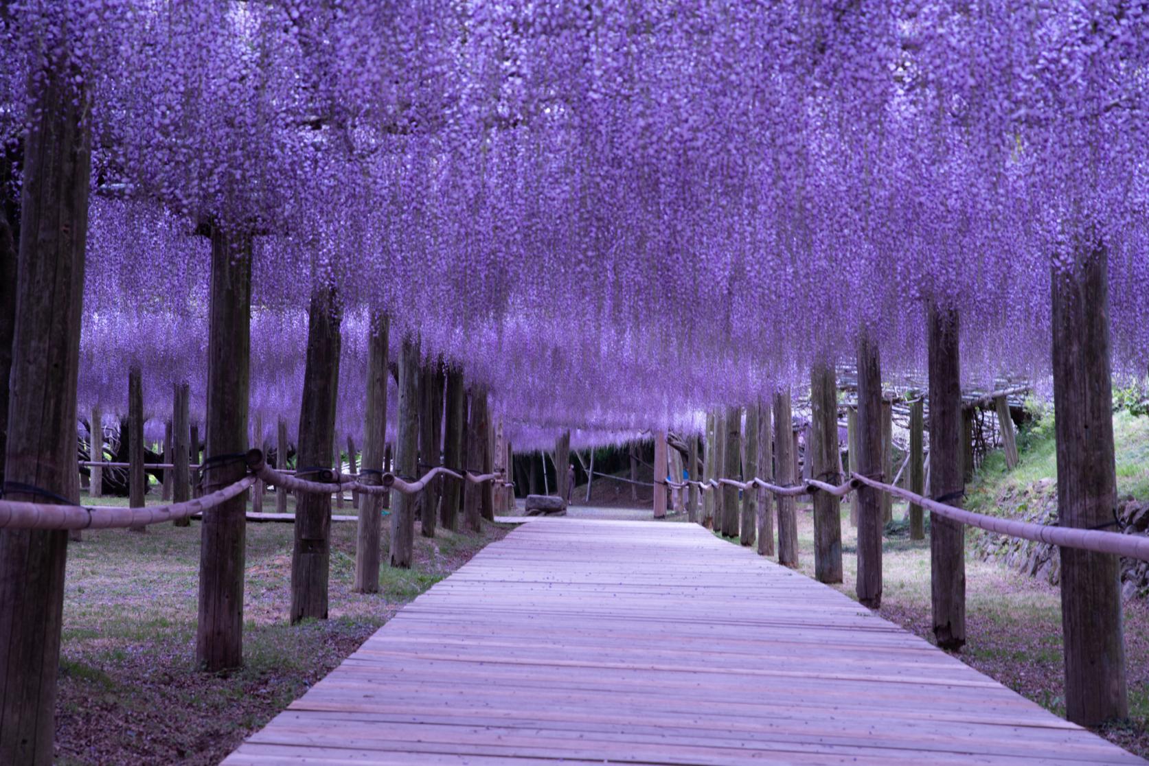 賞花限定｜北九州｜門司港·唐戶市場·小倉城·河內藤園賞紫藤花一日遊｜福岡出發