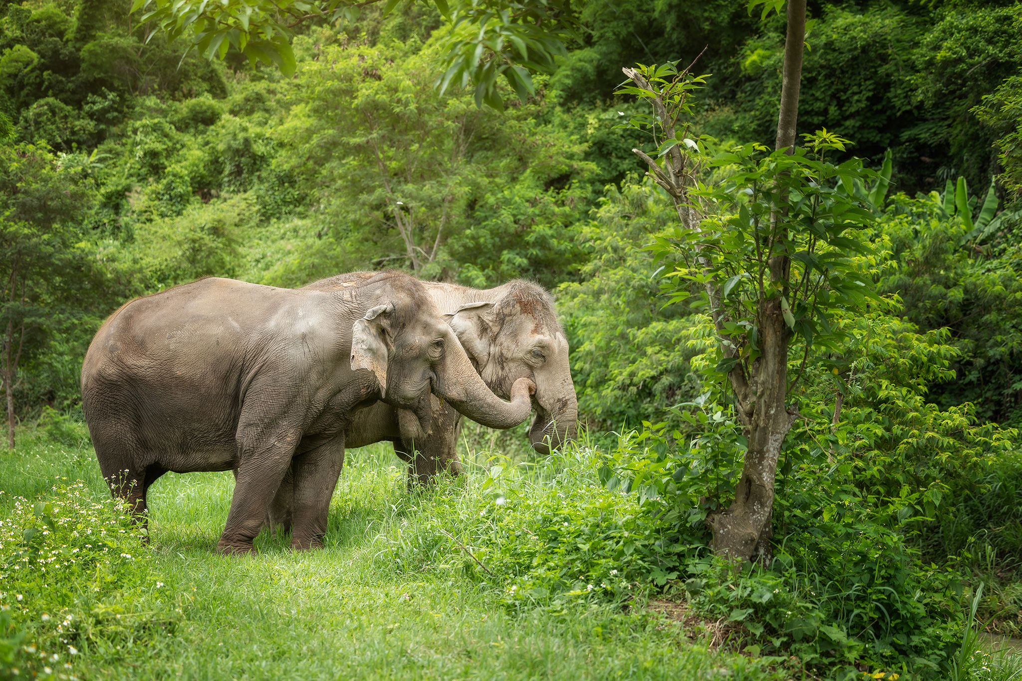 真正合乎道德的大象體驗 真正合乎道德的大象體驗