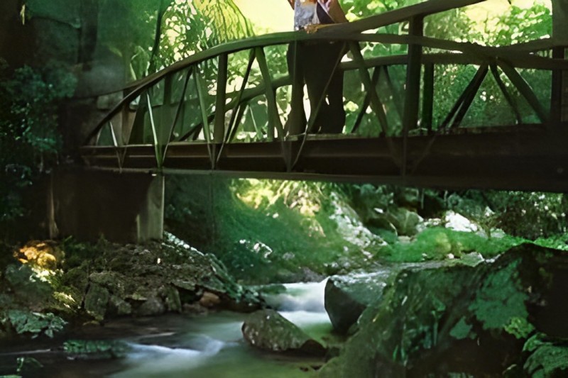 Springbrook And Tamborine Rainforest Tour from Brisbane