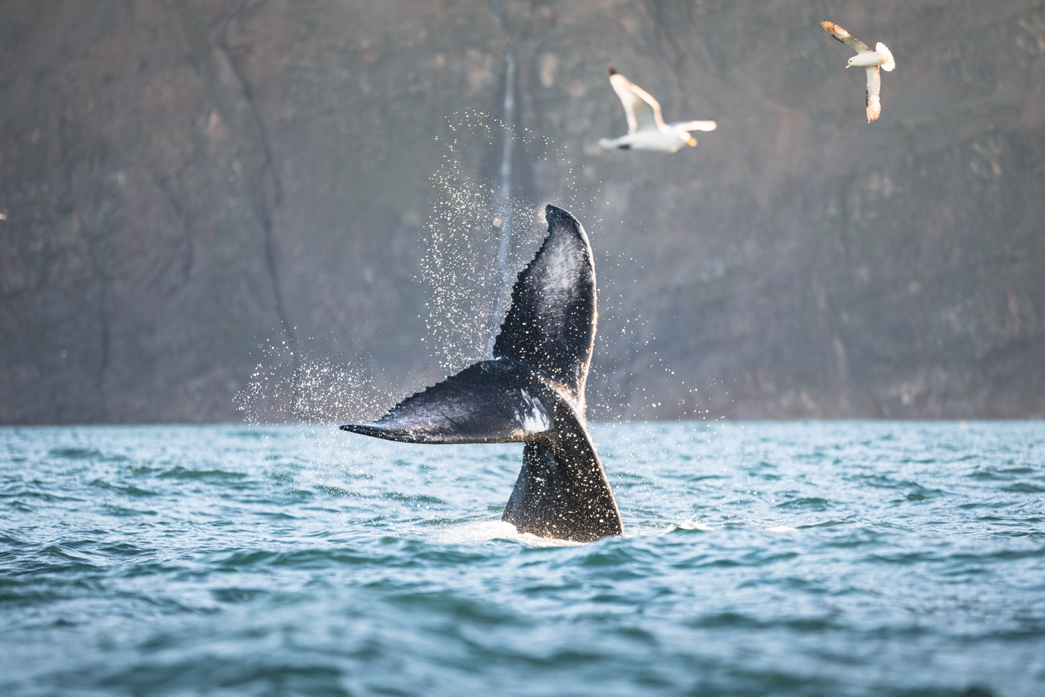 A whale and seagulls on the sea