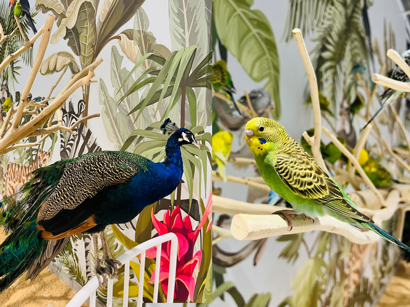 Lollypet萌寵樂園（萌寵來自深圳野生動物園）