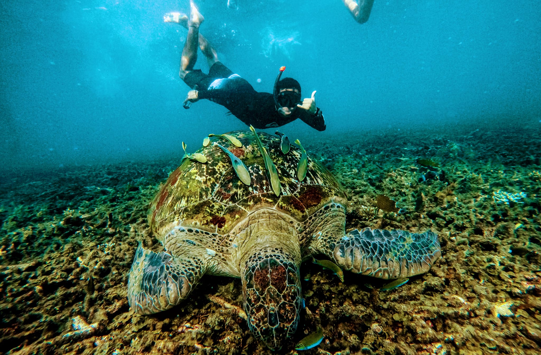 From Koh Tao to Koh Nang Yuan Snorkeling Day Tour by Big Boat