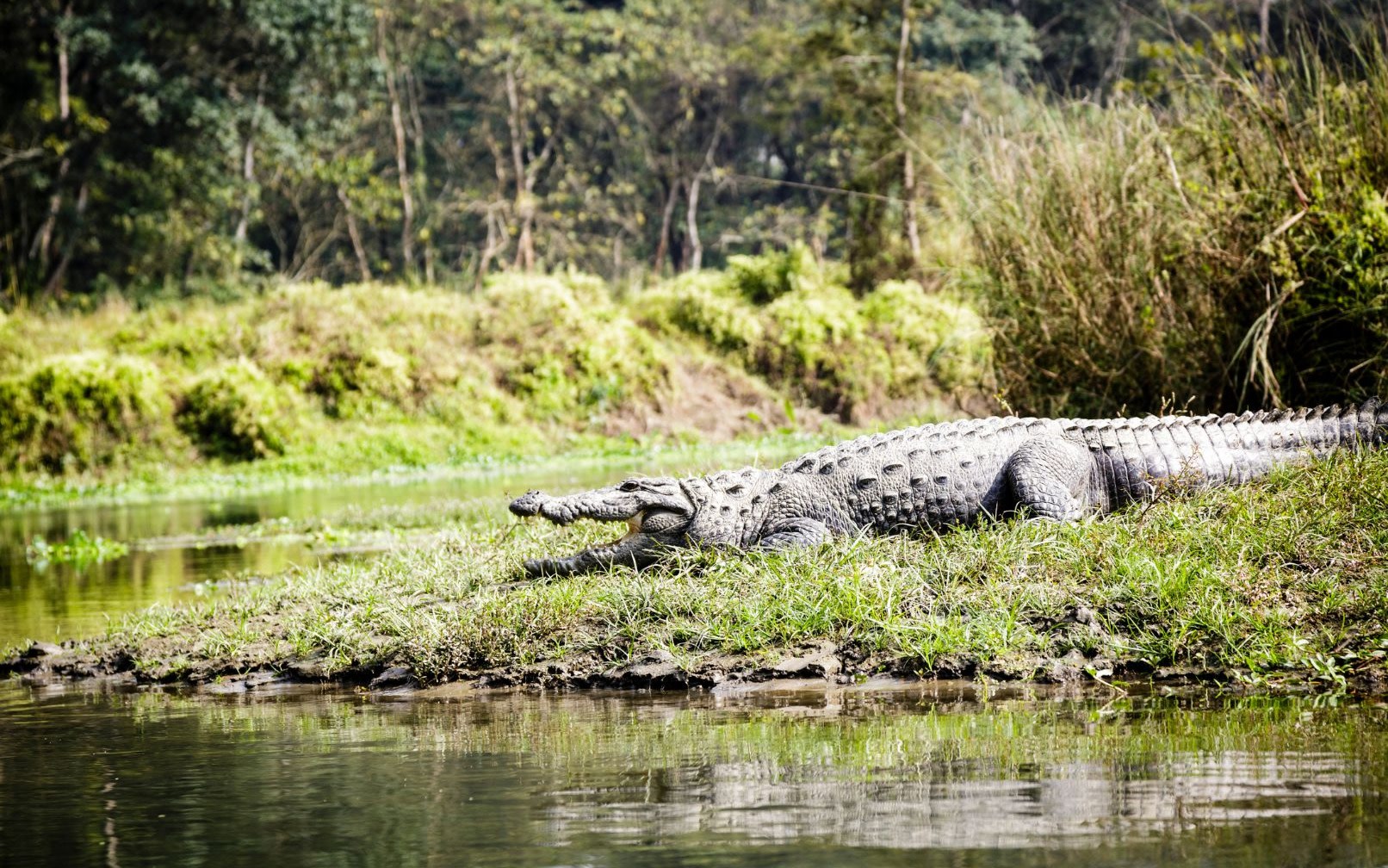 Explore Chitwan: 3-Day Culture, Wildlife & Jungle Tour
