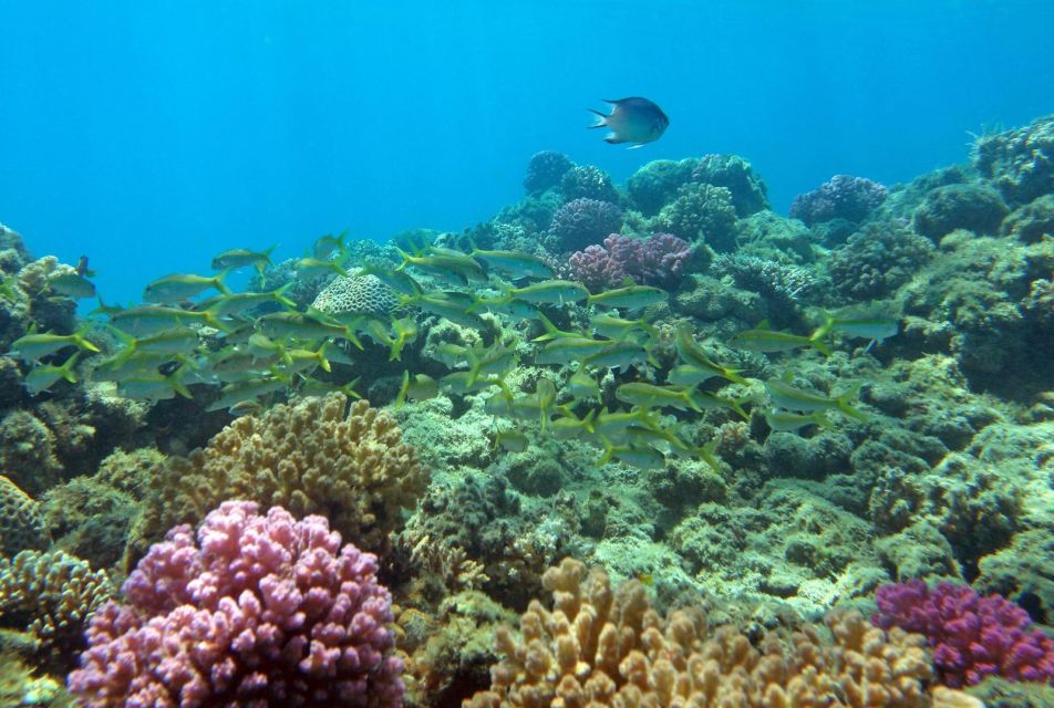 馬卡迪灣：馬加維什島和浮潛之旅（含自助午餐）