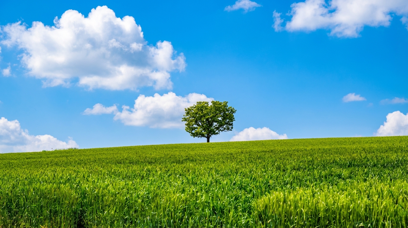 北海道最經典的孤獨之樹,廣告同款打卡點,晴天藍天+草地真的很出片 北海道最經典的孤獨之樹,廣告同款打卡點,晴天藍天+草地真的很出片