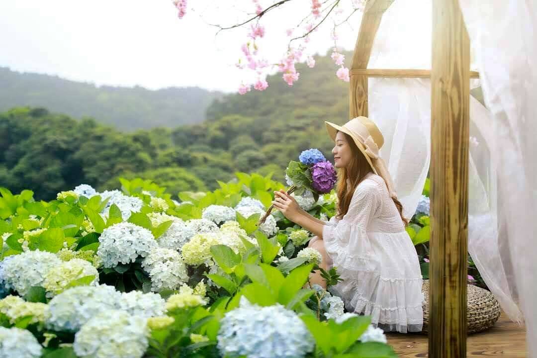 台北大梯田花卉生態農園門票・繡球花季