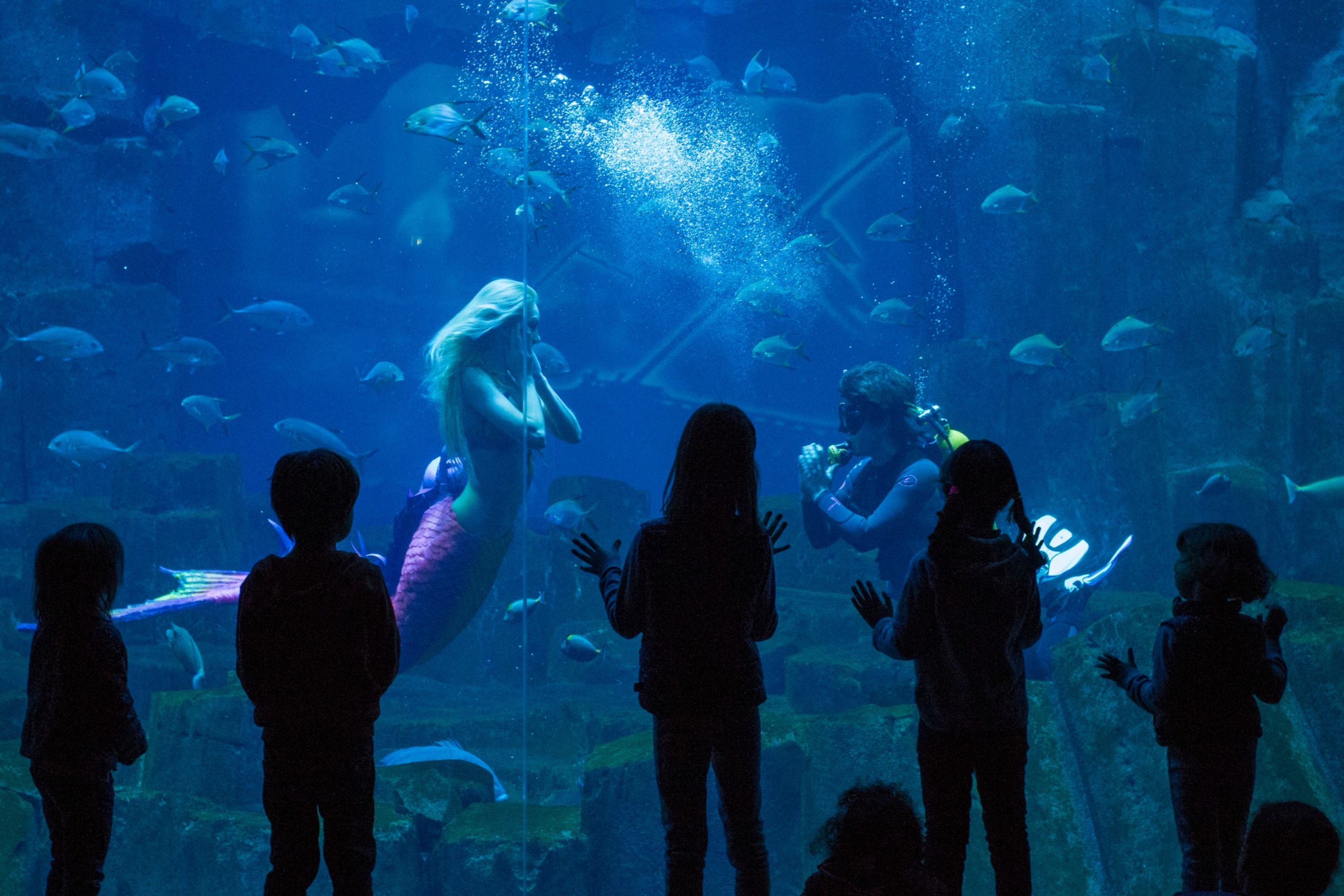 在巴黎水族館欣賞迷人的美人魚表演,盡享魔幻體驗! 在巴黎水族館欣賞迷人的美人魚表演,盡享魔幻體驗!